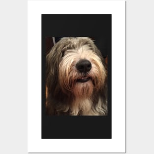 I Love Bearded Collies - Beardie Love Posters and Art